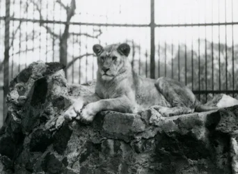 Eine Löwin liegt auf einer Mauer in ihrem Gehege im London Zoo, 1923